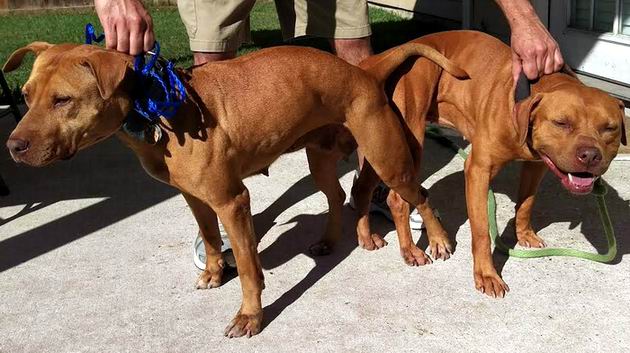 Machobuck puppies online